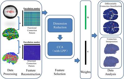 Joint Analysis of Functional and Structural Connectomes Between Preterm and Term Infant Brains via Canonical Correlation Analysis With Locality Preserving Projection